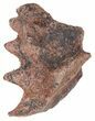 Cretaceous Lungfish (Ceratodus) Tooth Plate #58351-1